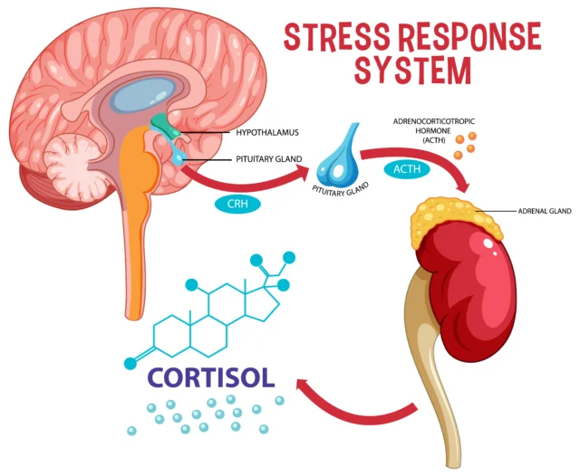How nervous system affects fertility hormones and reproductive function